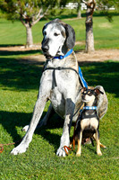 American Cancer Society, Bark for Life 2011